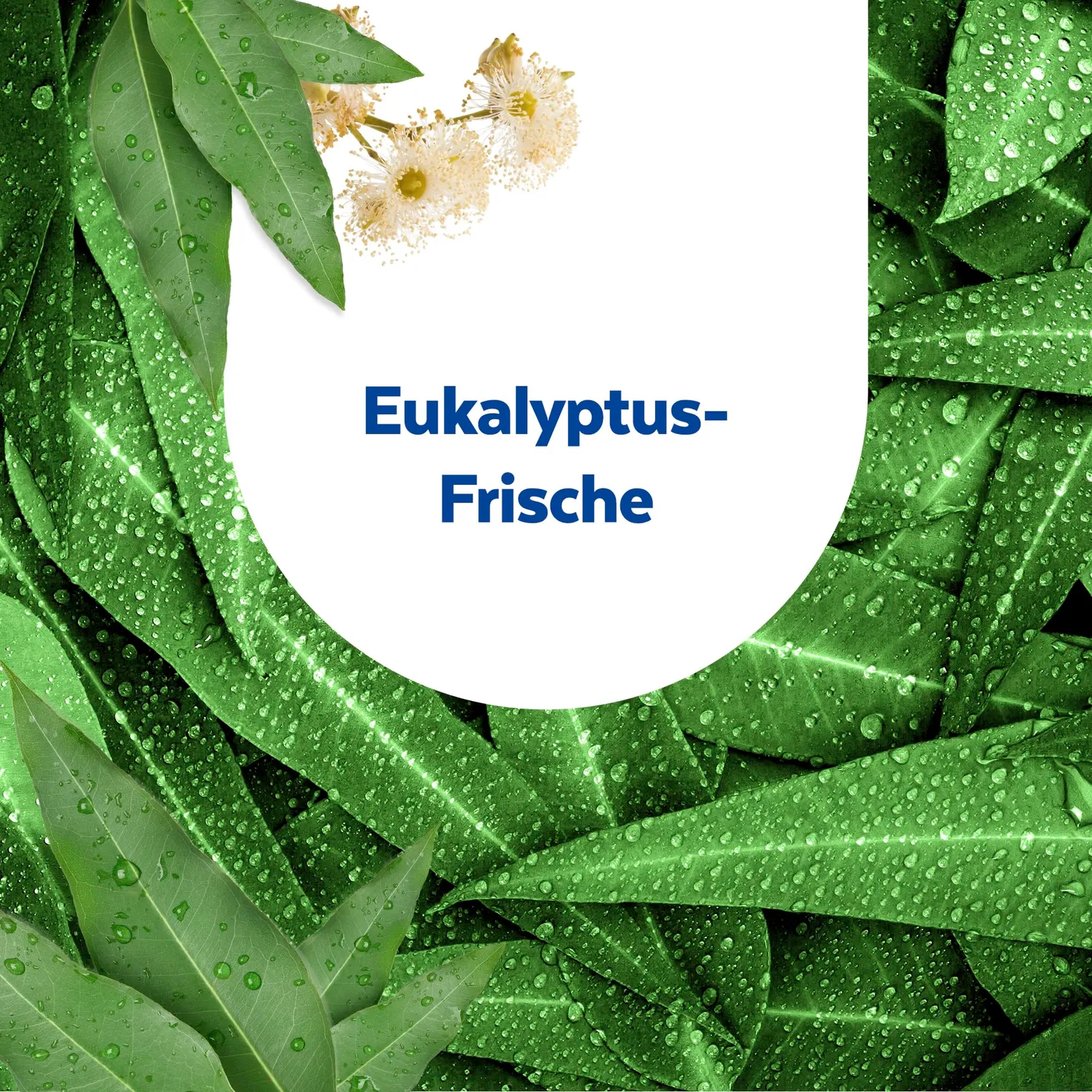 Sagrotan Toilettenfrische Hygiene Plus WC-Spüler Eukalyptus 6er Pack