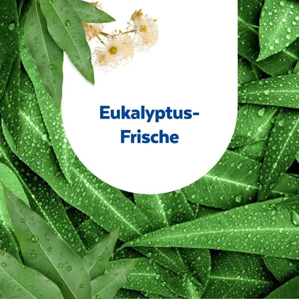 Sagrotan Toilettenfrische Hygiene Plus WC-Spüler Eukalyptus 3er Pack
