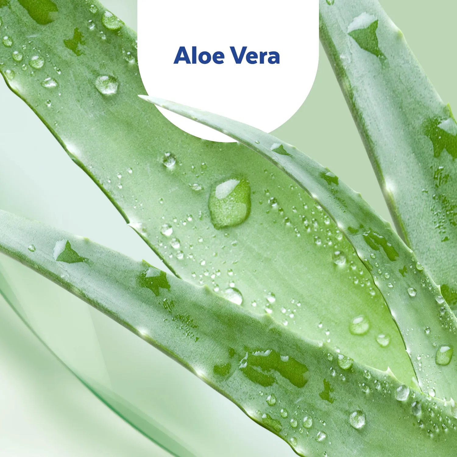 Sagrotan Hand-Desinfektionsgel Aloe Vera 50 ml